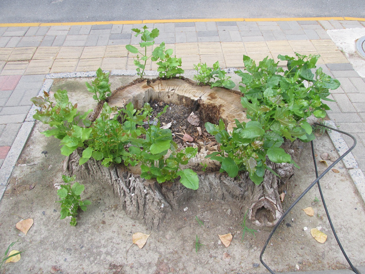 �� 13 IMG_7413_����.jpg