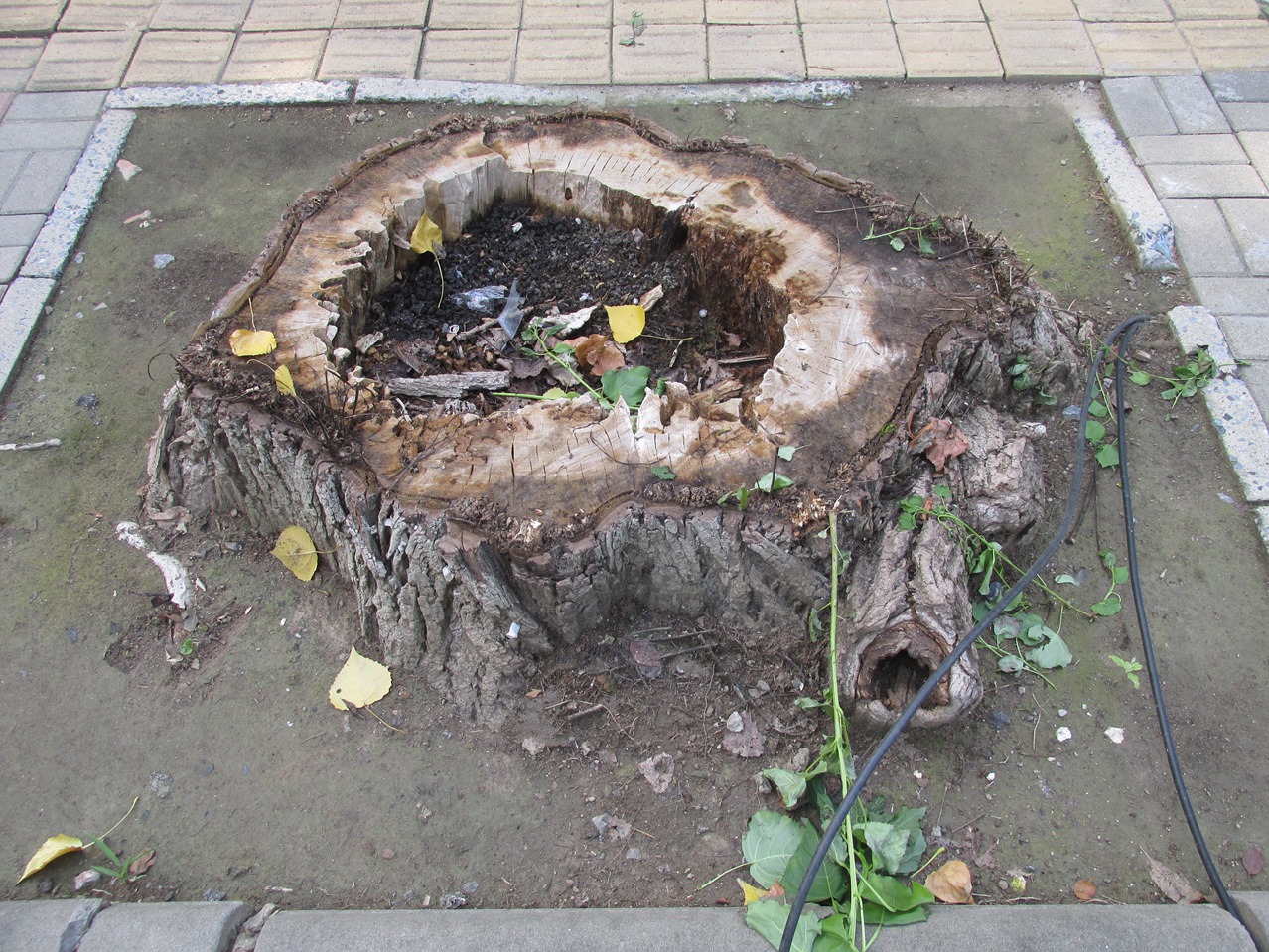 �� 17 IMG_8164_����.jpg