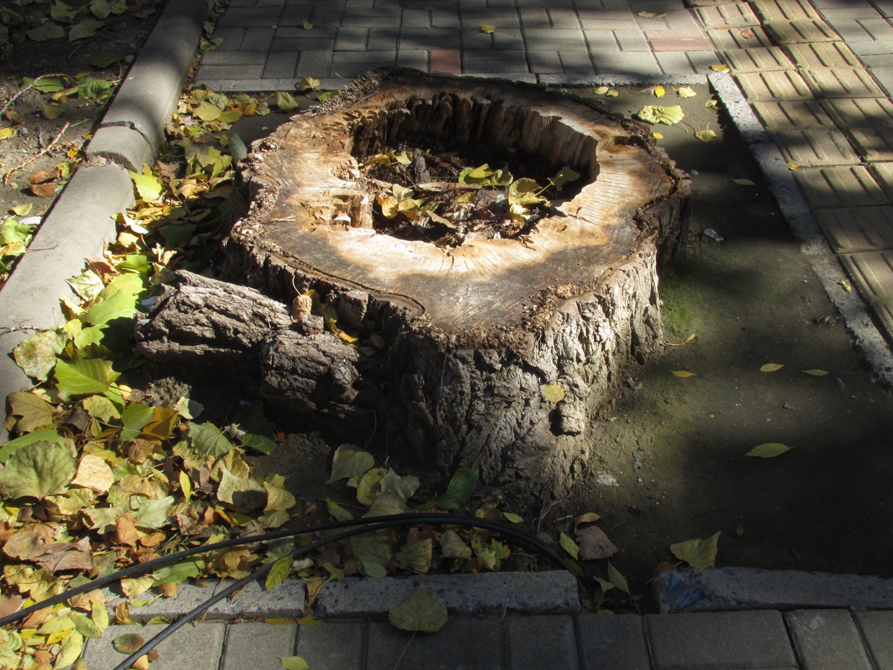 �� 19 IMG_1202_����.jpg