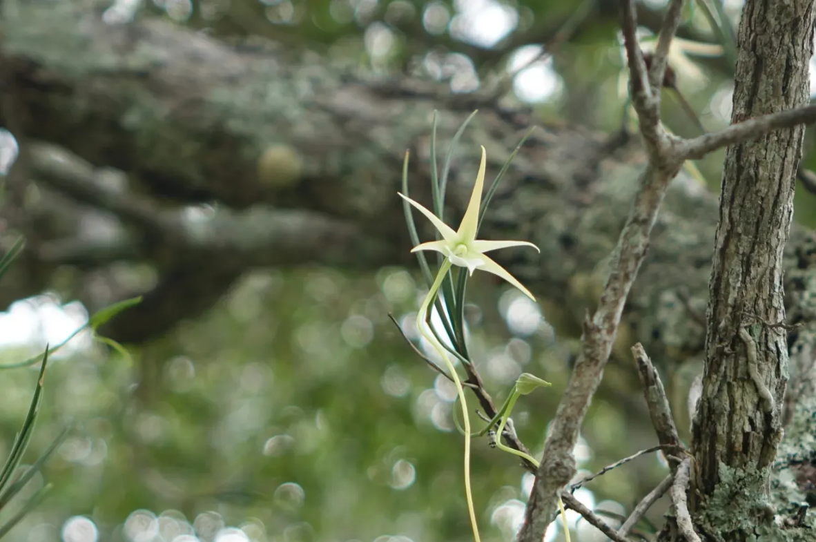 图1 马达加斯加湿润森林中,濒危附生兰花 波波夫彗星兰(An.png