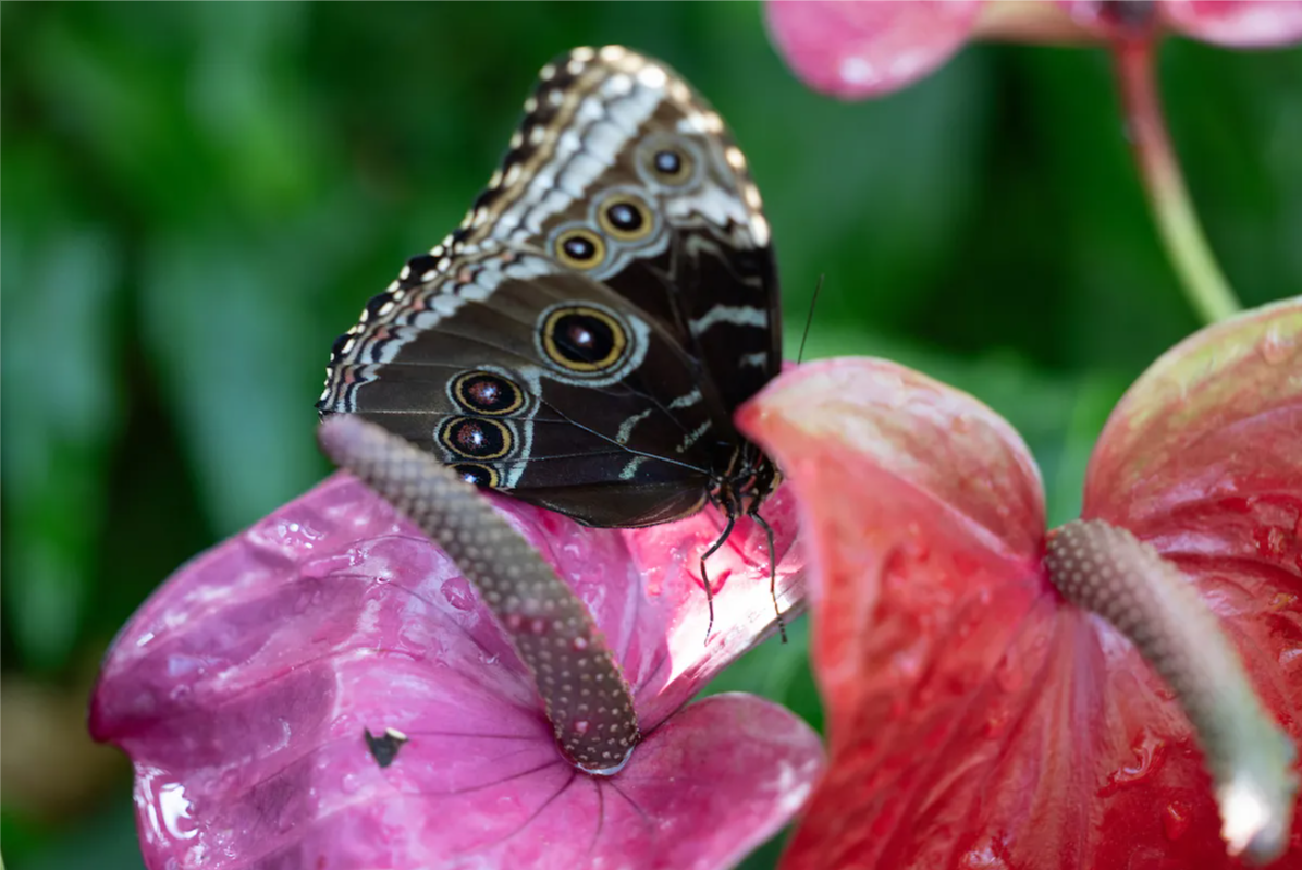 ͼ4 �����ݵ���λ����������԰��ˮ���Э�ᣨAZA��Ȩ����.png