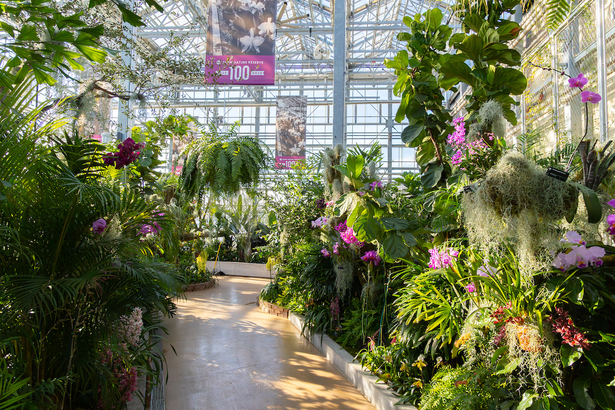 ͼ9 �������չ�۽���ףФ����Ȼ������������� 01805-orchid-s.jpg