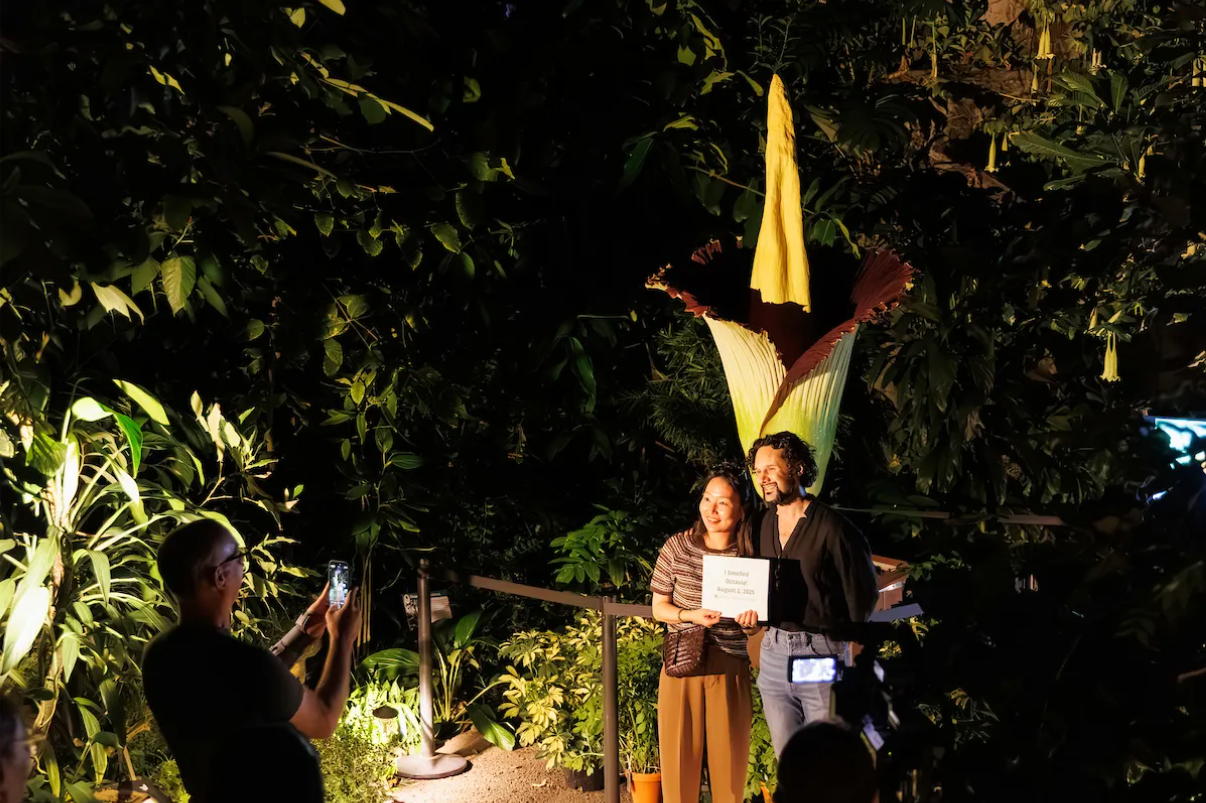 ͼ21 �¿���ά�Ǿ�ħ�����ο���.png