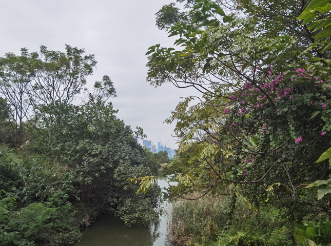 深圳华侨城湿地公园03.jpg