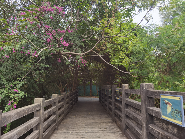 深圳华侨城湿地公园05.jpg