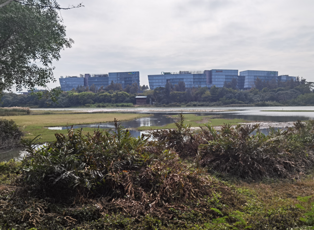 深圳华侨城湿地公园09.jpg