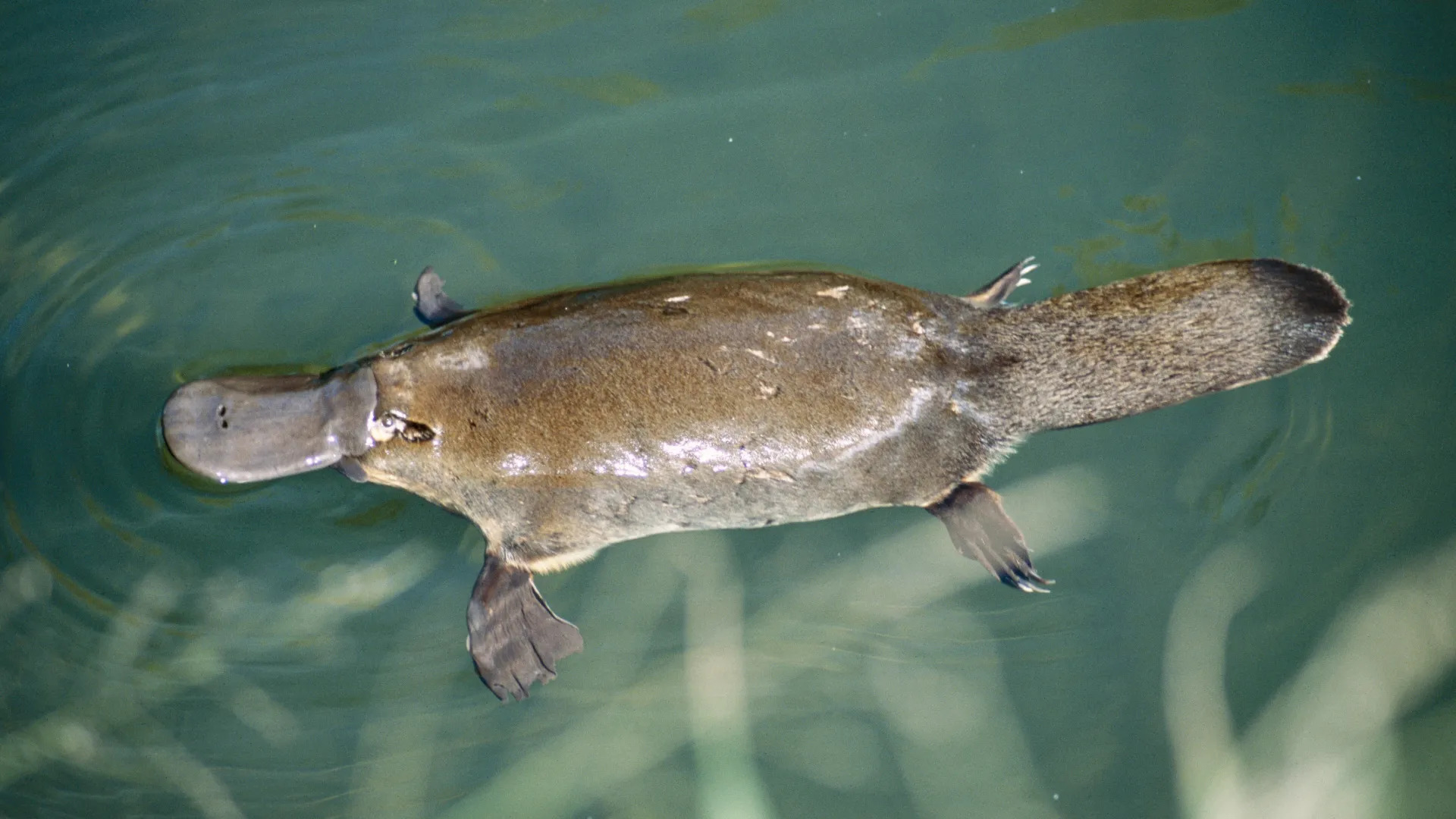 venom-one-platypus-mammals-few.jpg