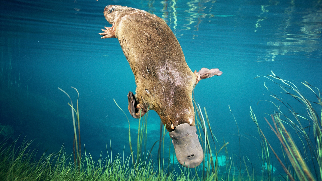 duck-billed-platypus_��.jpg