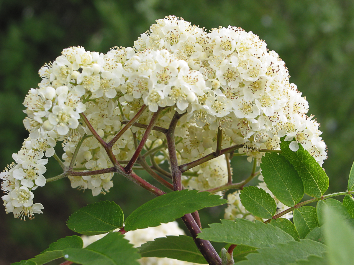rowan-flowers.jpg