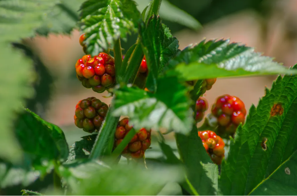 ͼ5 ��ݮ�ڿ����ͥ԰��������ֲЧ��.png