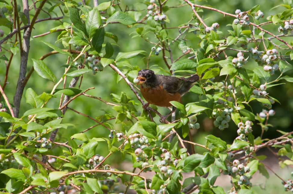 ͼ6 ���������ݣ����ࡢ�����¹���ܻ��ˮ����ֲ������ս.png