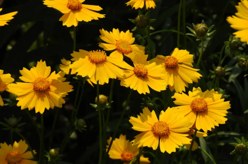 ͼ7 ��Ҷ�𼦾���ʥ·��˹������һ�ֹؼ�ֲ��.png