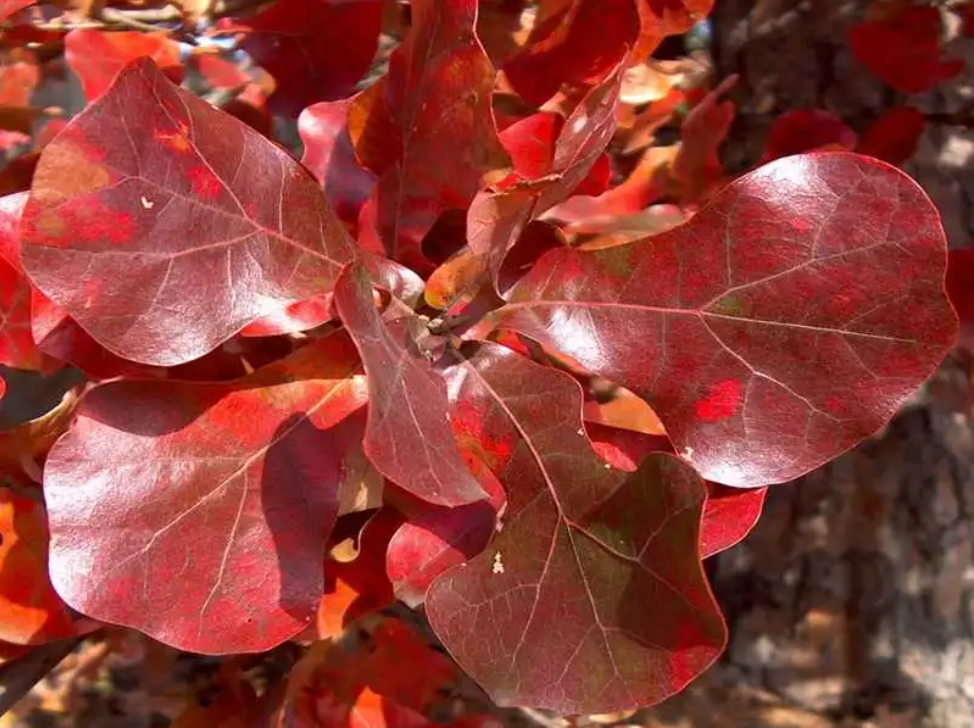 ͼ8 ����ҶƬ��дͼ��չʾ�䵹����Ҷ�������������ʸ�.png