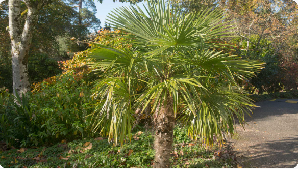 ͼ12 ��ֲ�����һʱ�ڣ�ɫ�ʺ���ʽ��ֲ�Է�������ʽ����.png