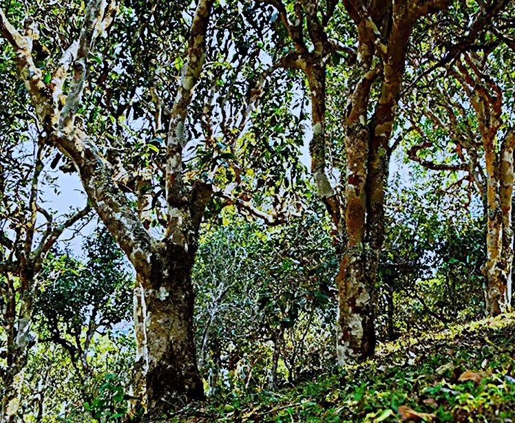 �������ɽ 4.jpg