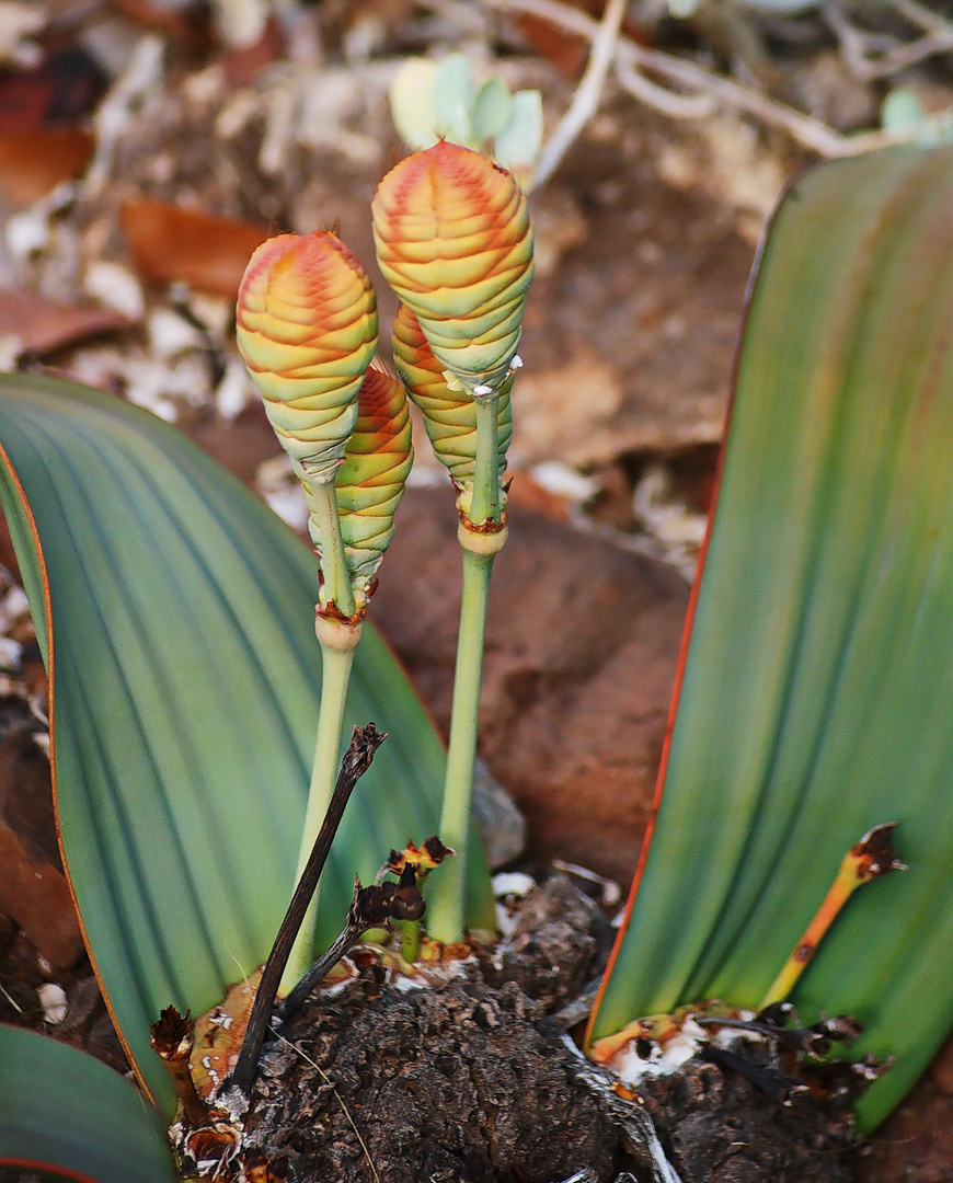 welwitschia-mirabilis-35a6223c-3520-4fcc-8932-2a5bff656ede.jpg