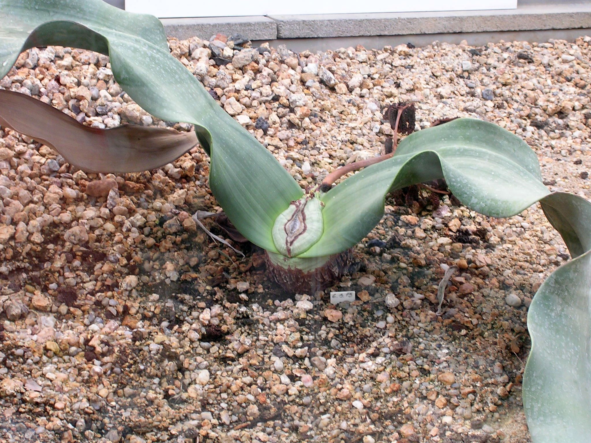Welwitschia_mirabilis_planta.jpg