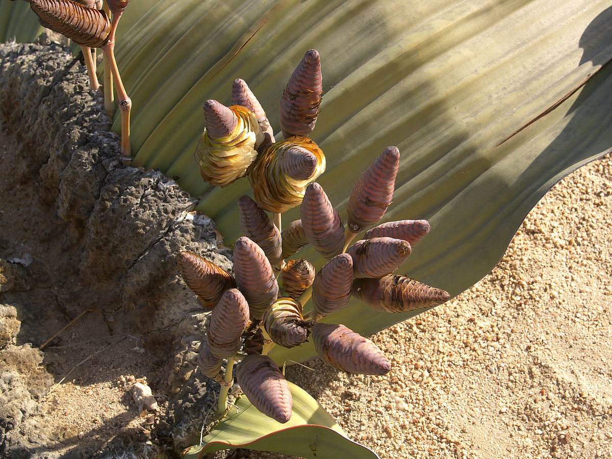 1200px-Welwitschia_mirabilis_female.jpg