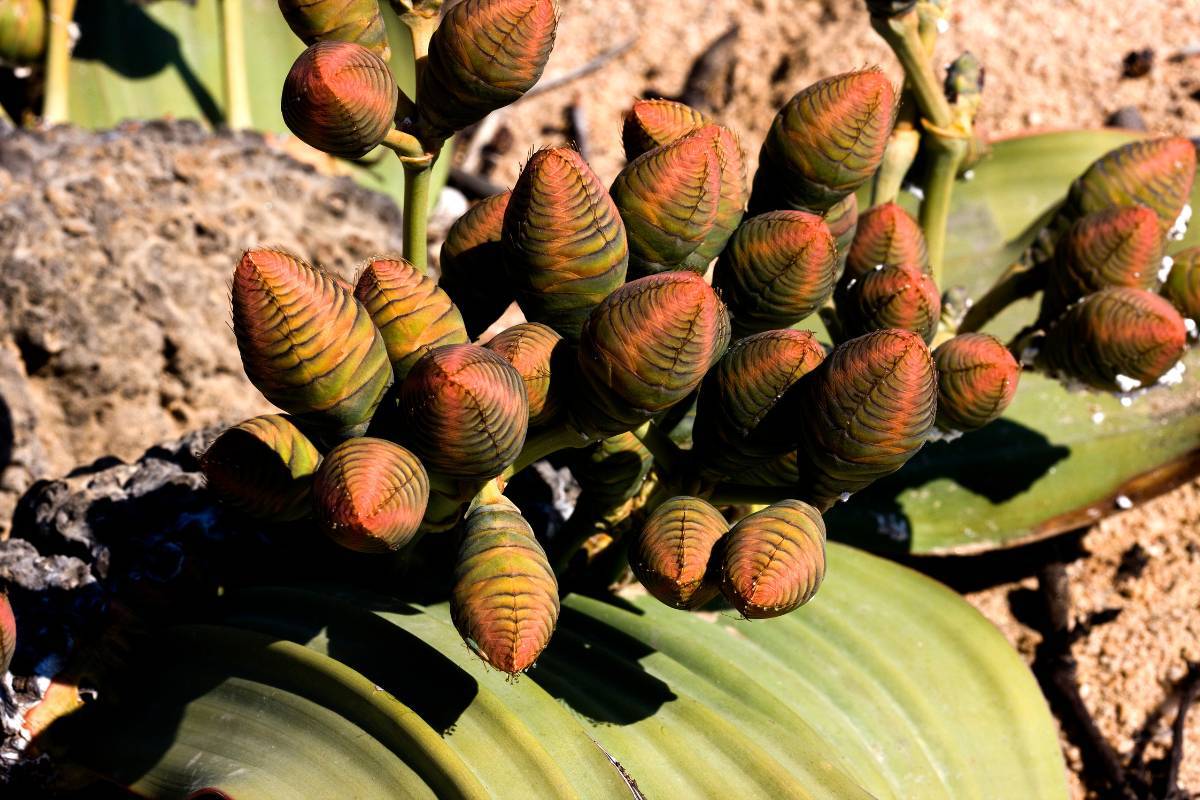 Welwitschia-Mirabilis-Flowers.jpg