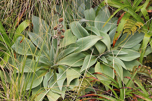 6-��Ҷ������ .JPG