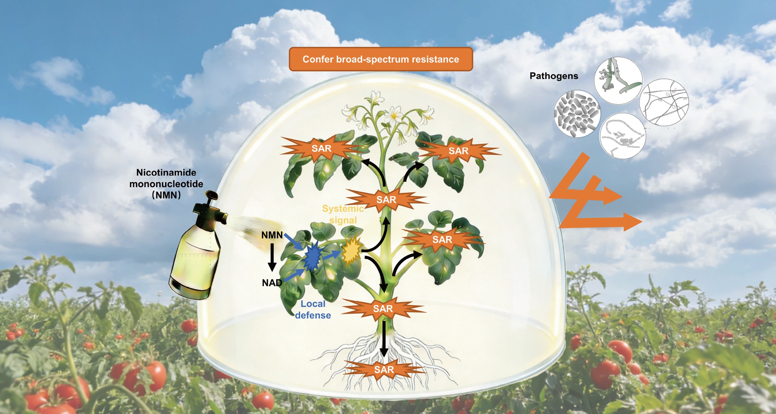 �����հ� - �ü�.jpg