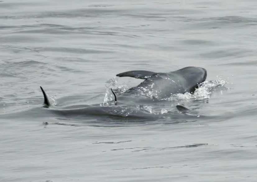 ���ཻ�䣬֦������Ӱ��Э�����鳤�������� - ����.png