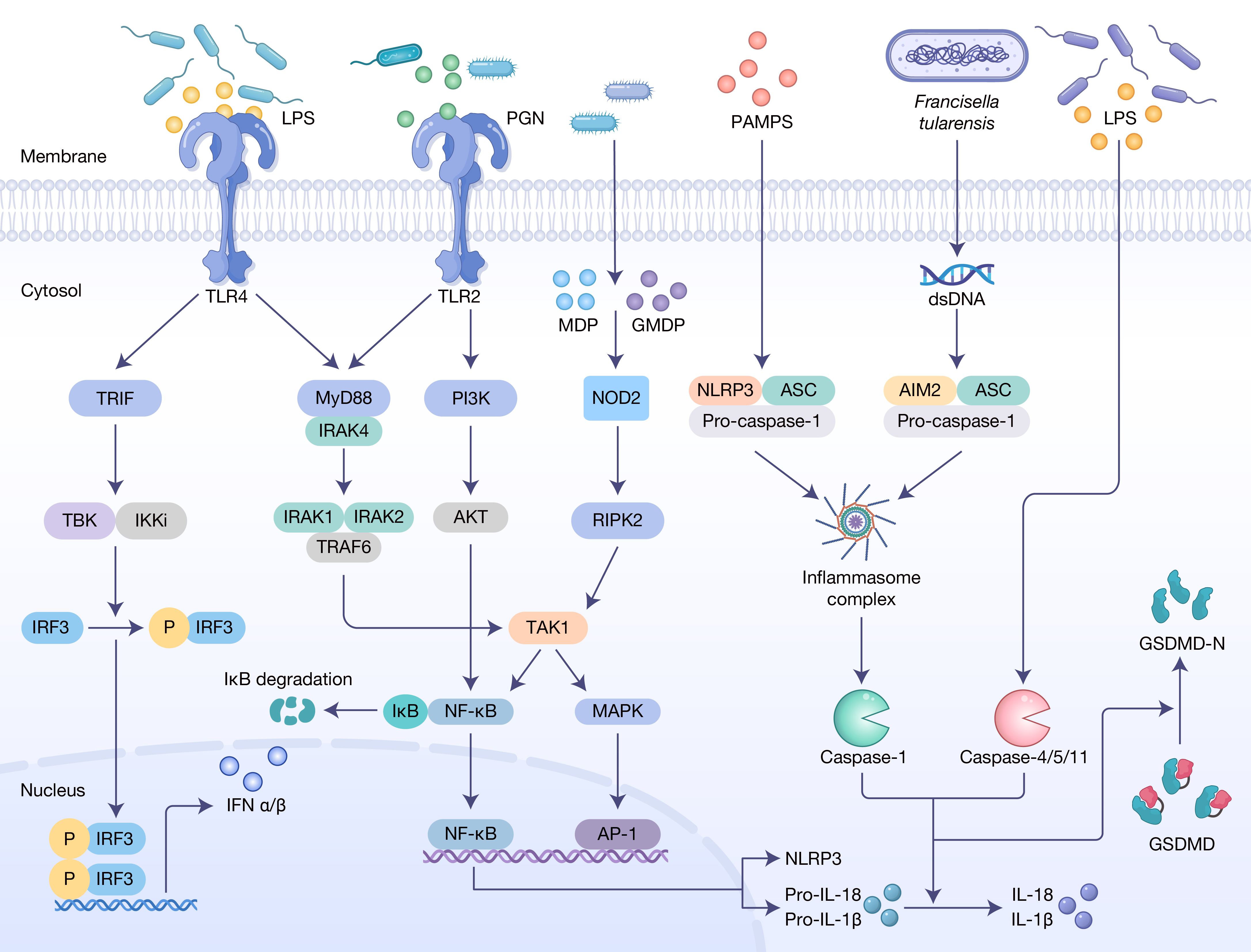 HLIFE-D-25-00009-Review-��˶_Fig.1(2 column).jpg