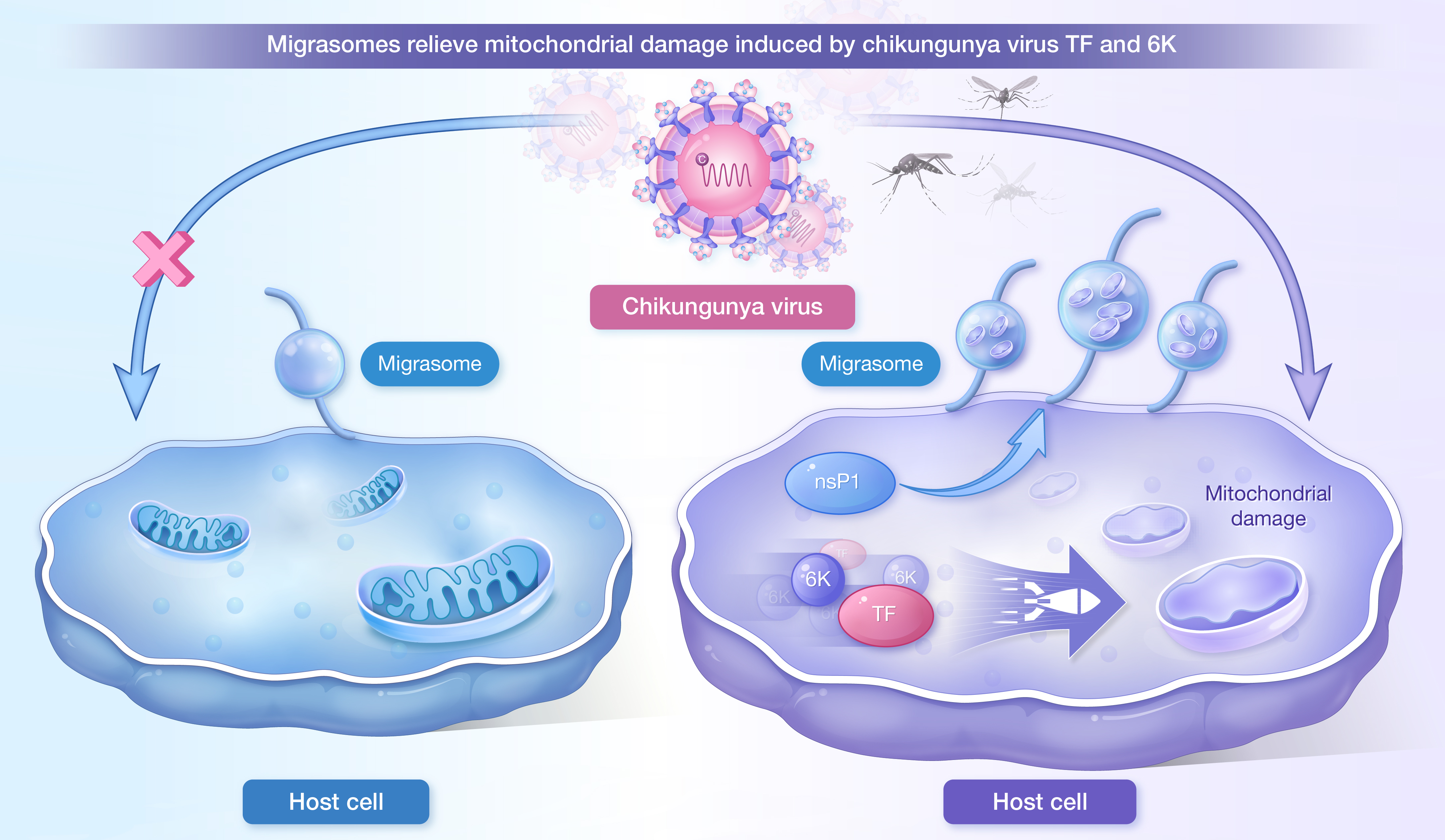 HLIFE-D-25-00185-Article-������ _GA(2 column).jpg
