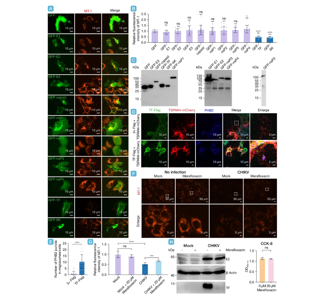 ��Ļ��ͼ 2026-02-11 115134.png