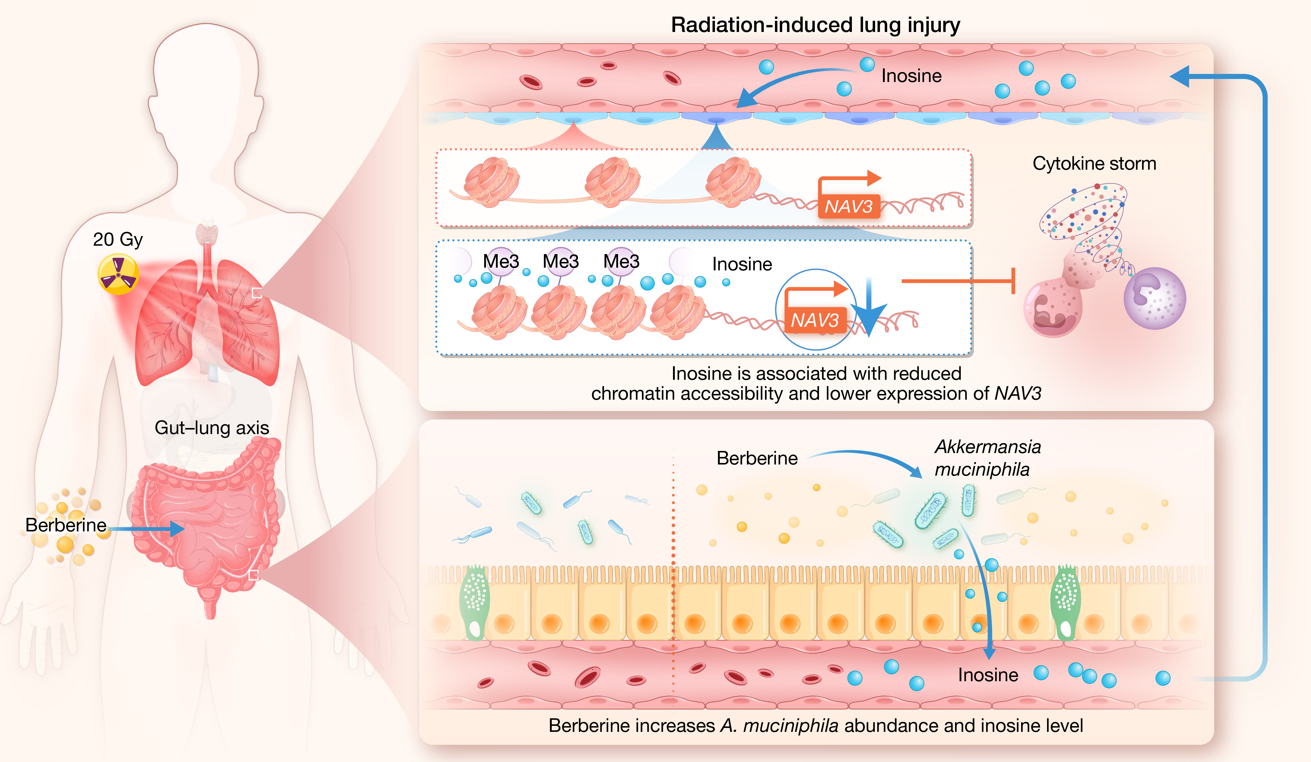 HLIFE-D-25-00186-Article-���_GA(2 column).jpg