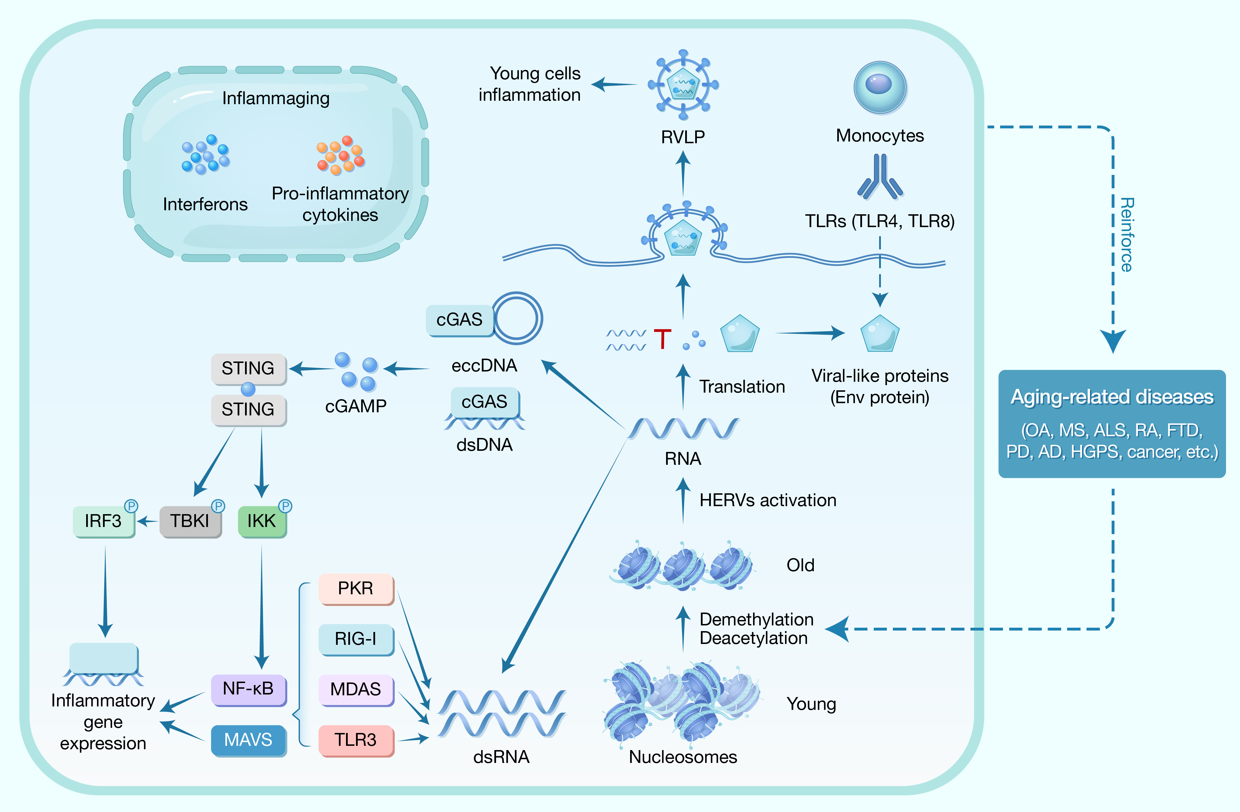 HLIFE-D-25-00089_�޽�_Perspective-0722 (2 column).jpg