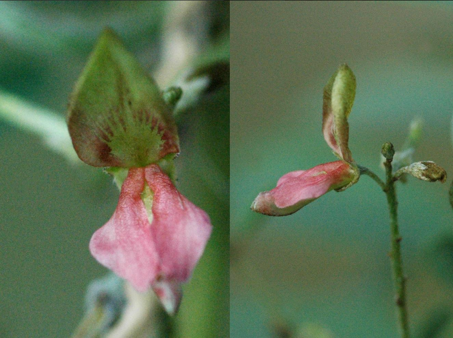 ľ����Indigofera tinctoria L., ���壩9.png