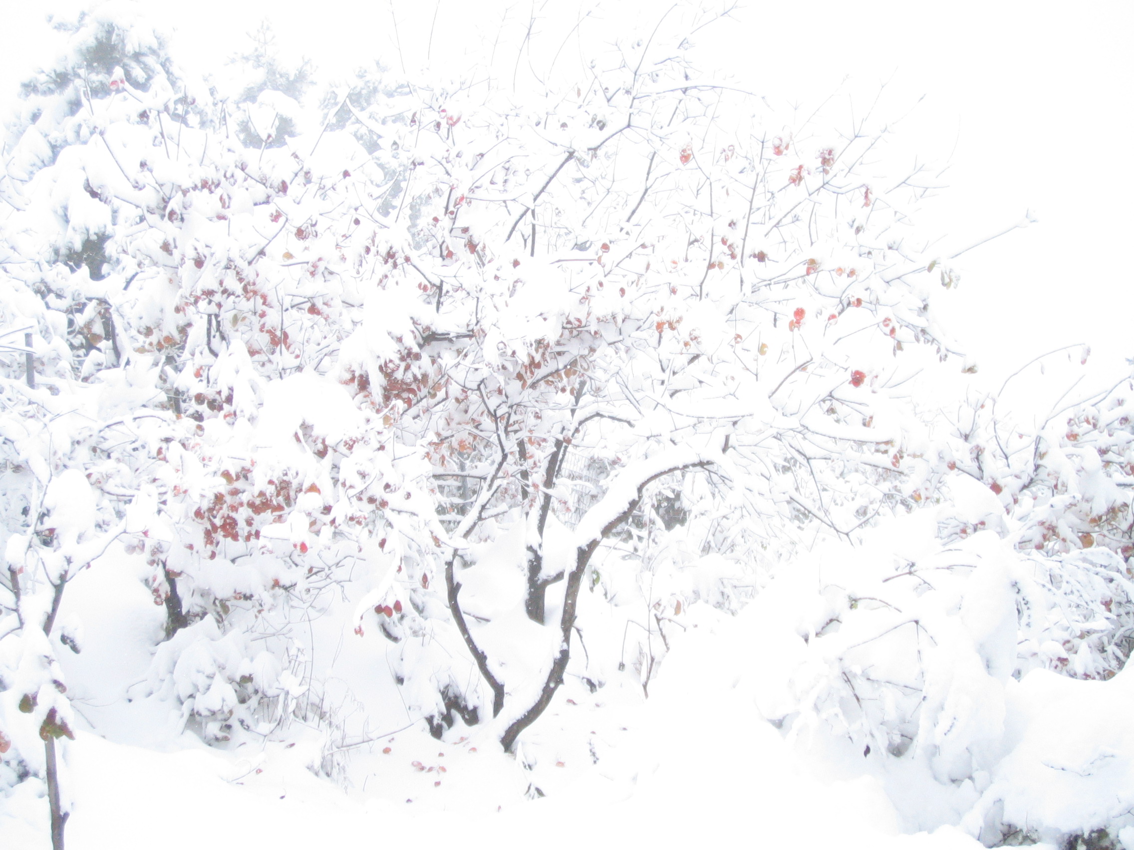 ��֪��-2009-11 093.jpg