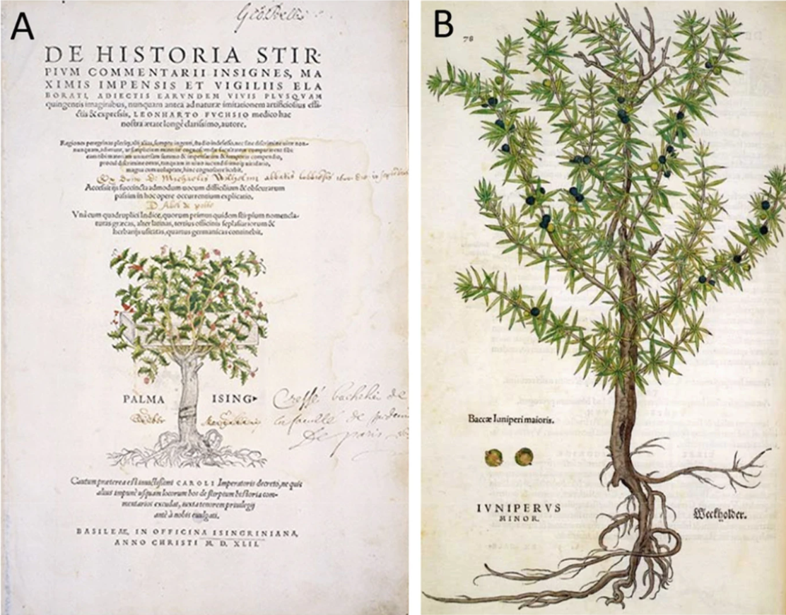 图4.3 莱昂哈特·福克斯的《植物史》。(A)1542年版的标题页.png