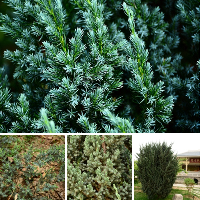 图4-3- 欧洲刺柏(Juniperus communis).png