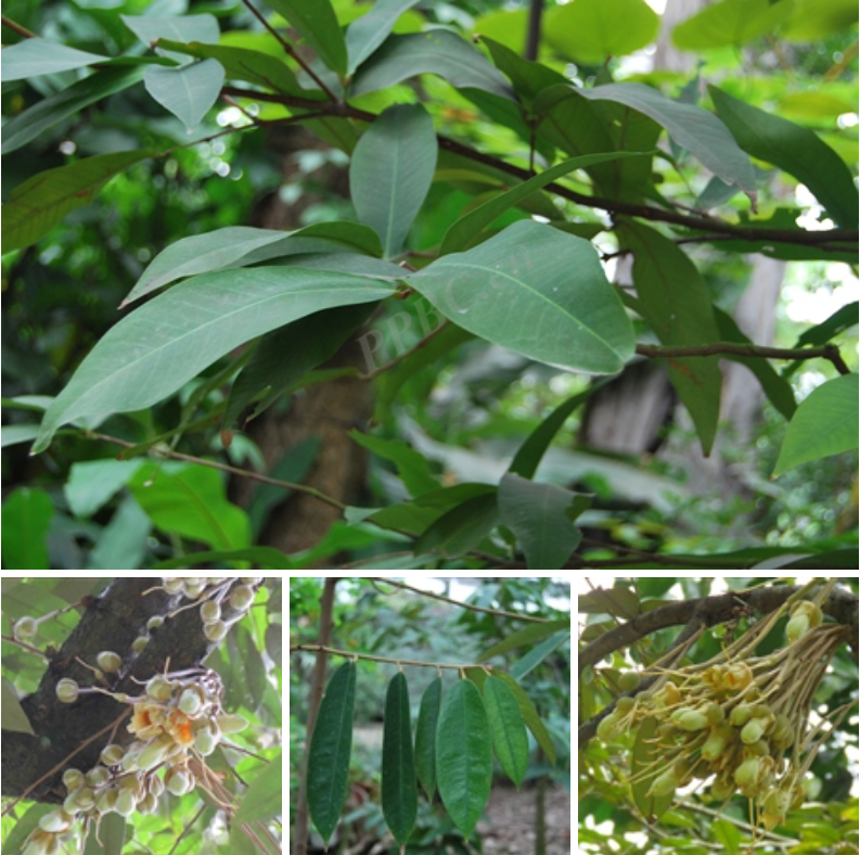 �񗆣�Durio zibethinus Rumph.ex Murray��.png