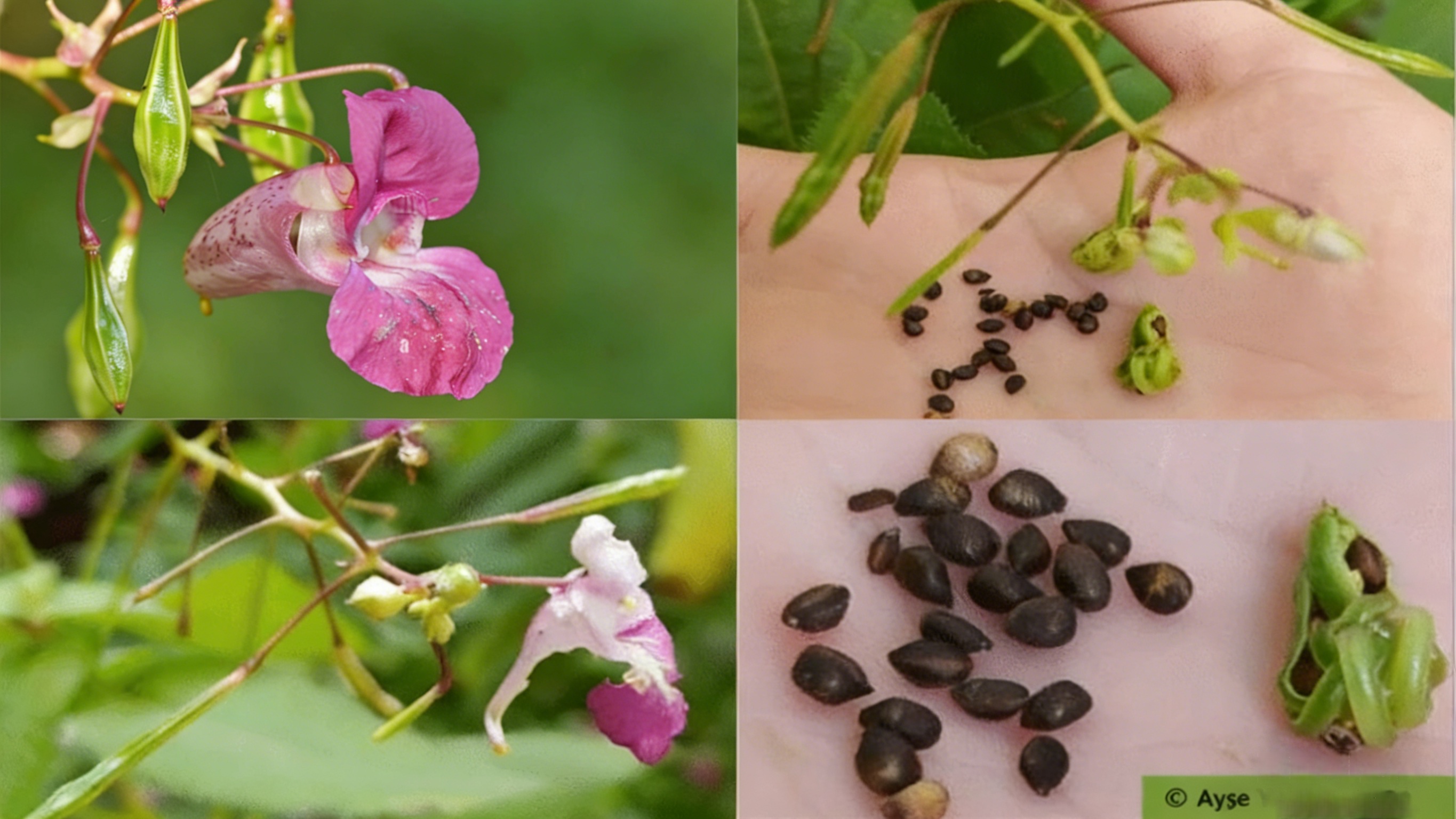 场景1 腺柄凤仙花种子弹出观察.png