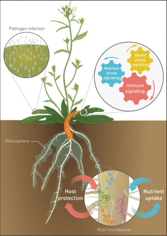 ͼ4 ��������ЧӦ����ϵ΢������Ĺ��� Figure 1. Soil-Borne Legac.png