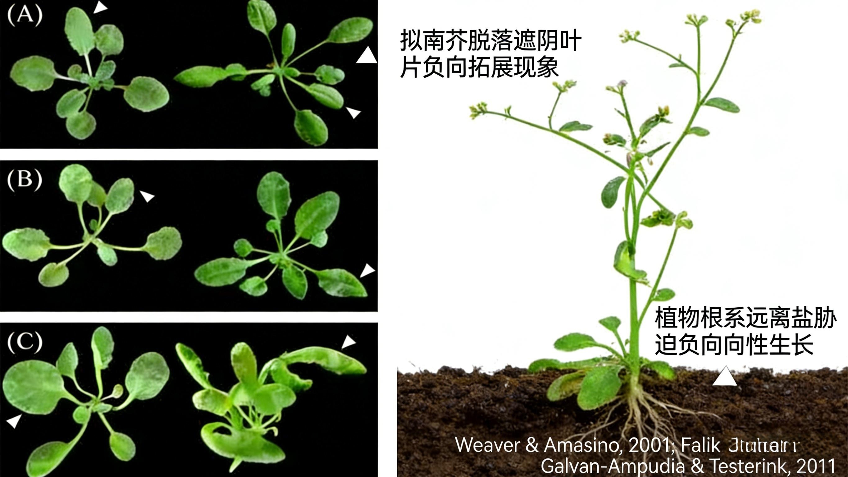 ͼ5 ֲ�︺����չ�븺������ʵ��.png