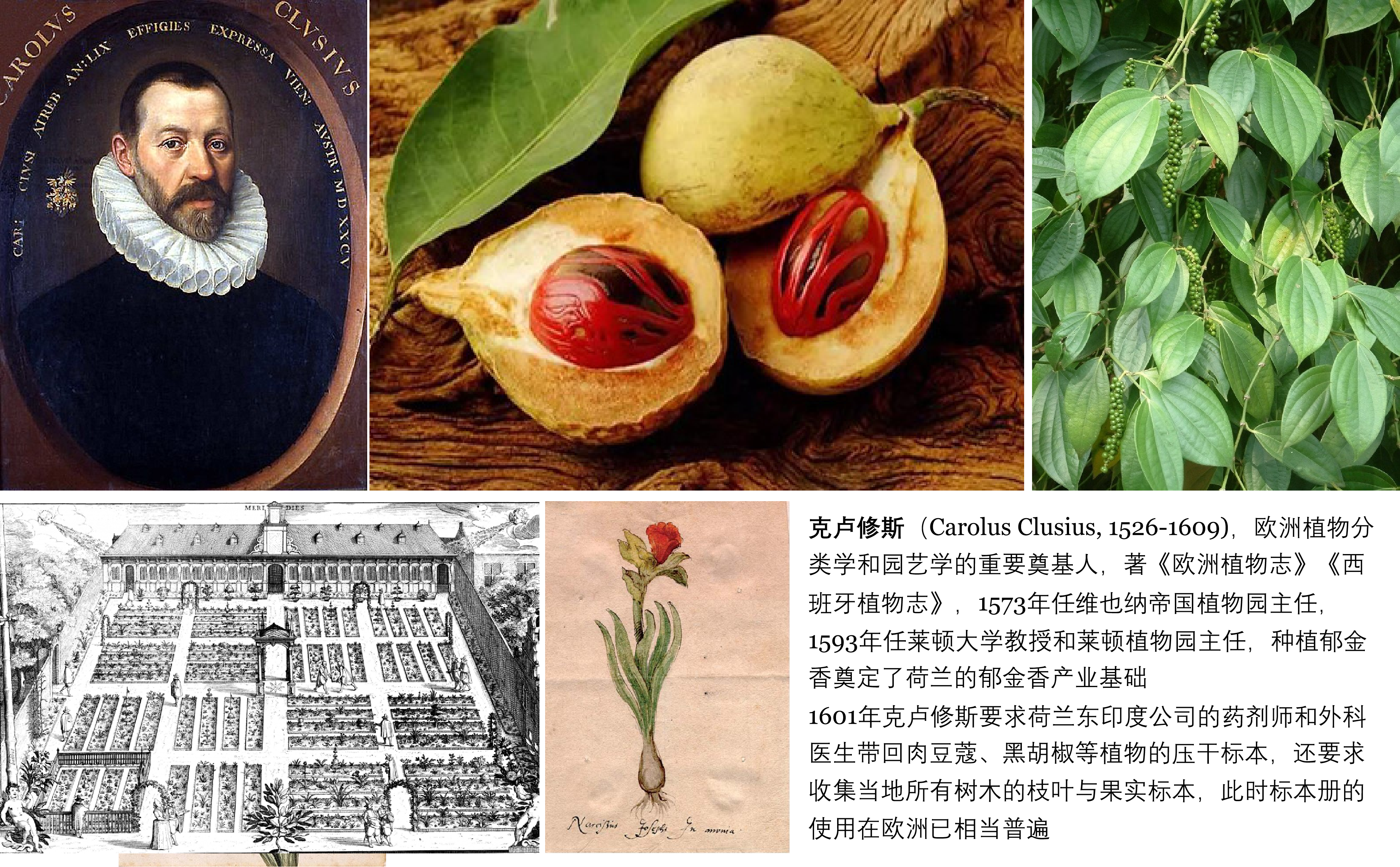 图1 克卢修斯 莱顿植物园.png