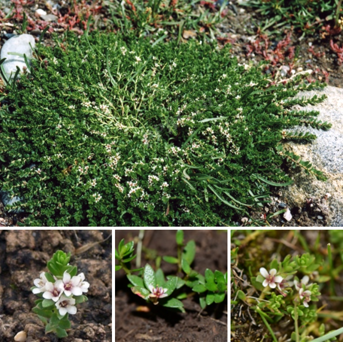 图2 - 报春花科海乳草(Lysimachia maritima (L.) Galasso, Banfi & Solda.png