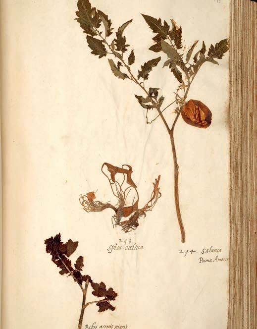图8 恩蒂比植物标本册(En Tibi Herbarium)中的番茄标本 第6页-4.PNG