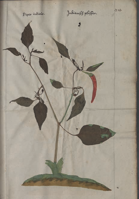 图10 哈德植物标本册Harder Herbarium中的辣椒标本 第15页-11.PNG