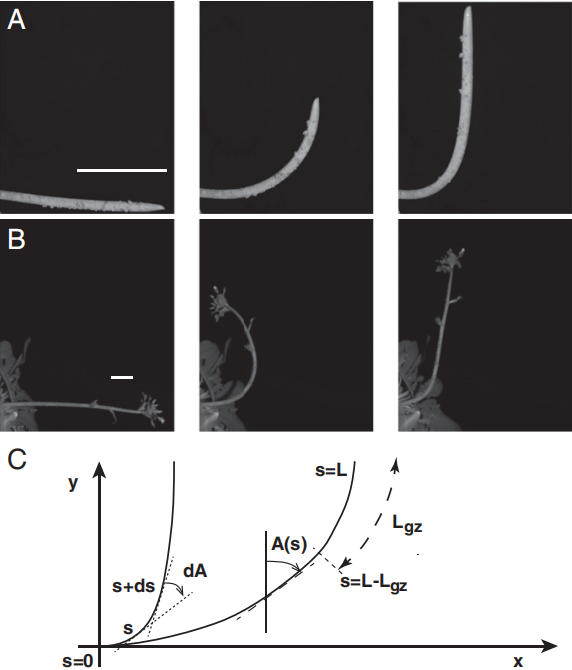 ͼ5 ֲ�������������ٵ�������̬����������.png