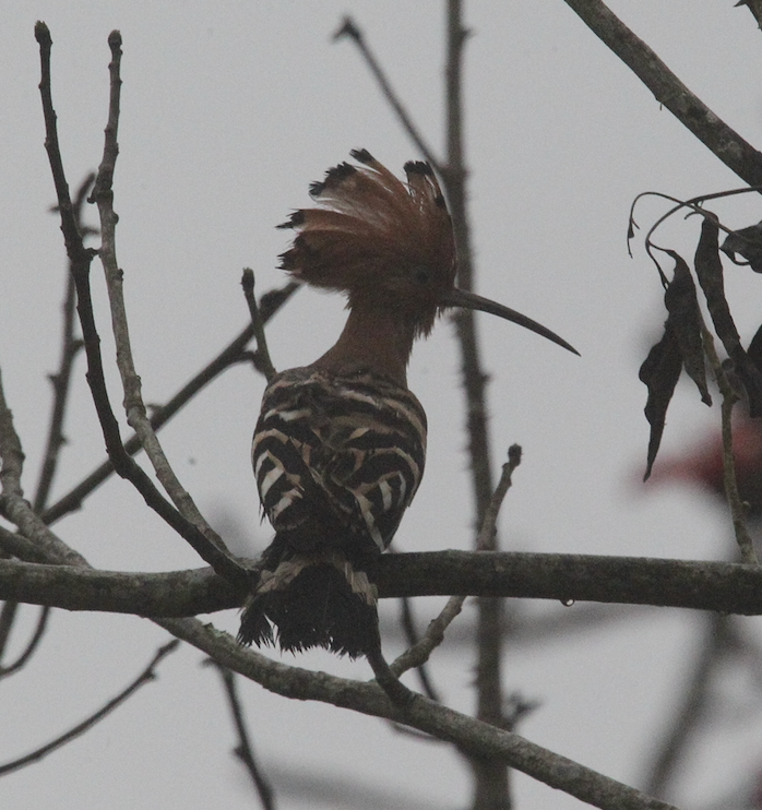 ��ʤ ������2026-02-26.jpg