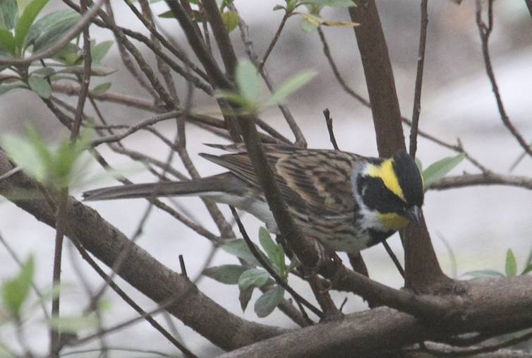 �ƺ��� ��Ϊ�� ������ 2026-03-08.png