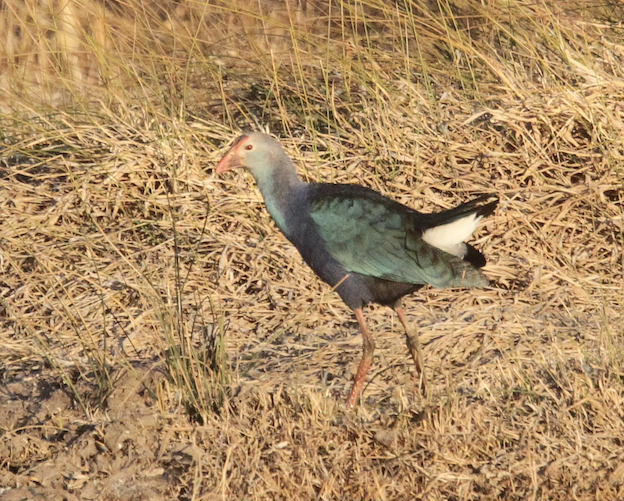 ��ˮ�� һ�� ���� ������ 2026-02-11.jpg