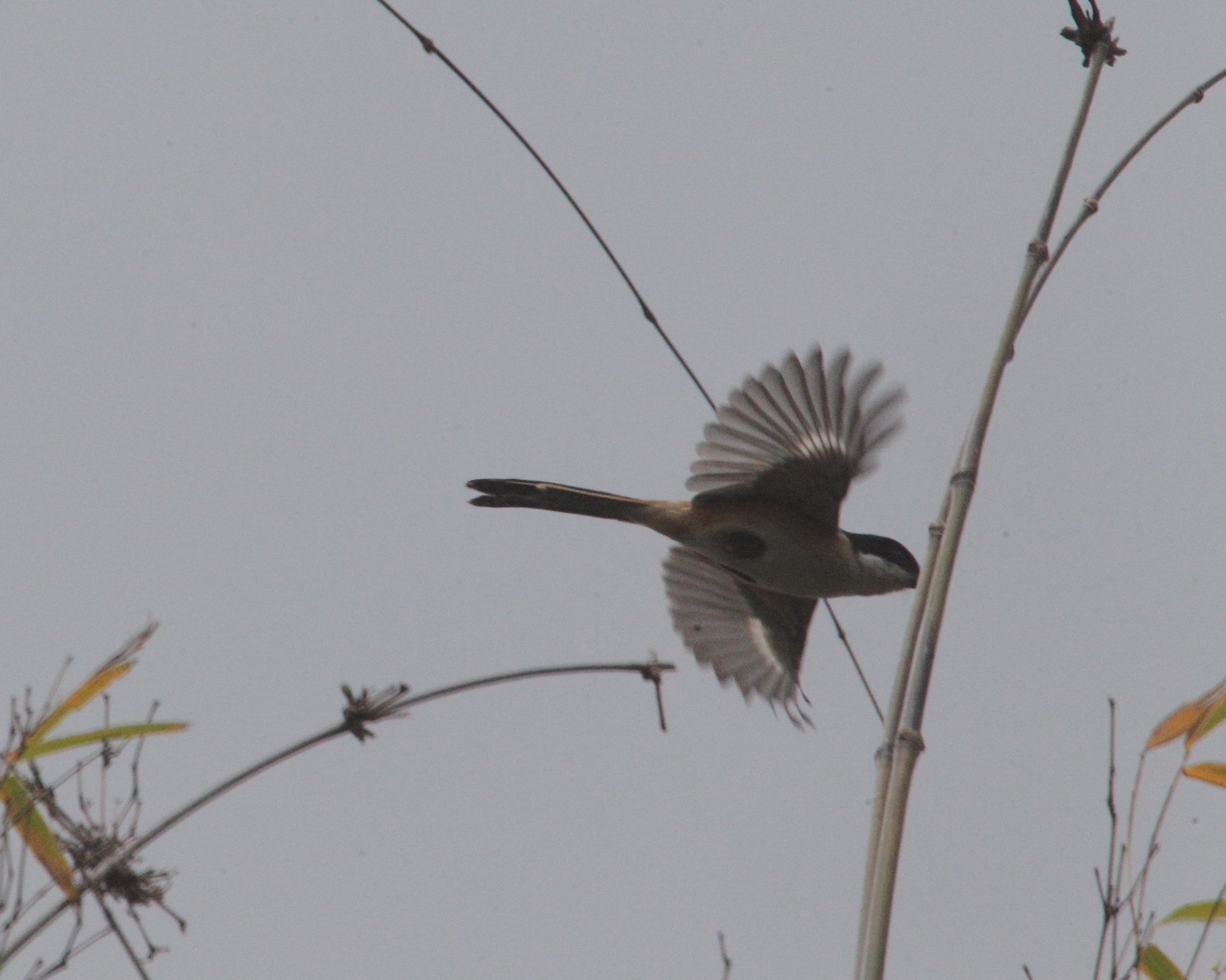 ���� ������_9047.JPG