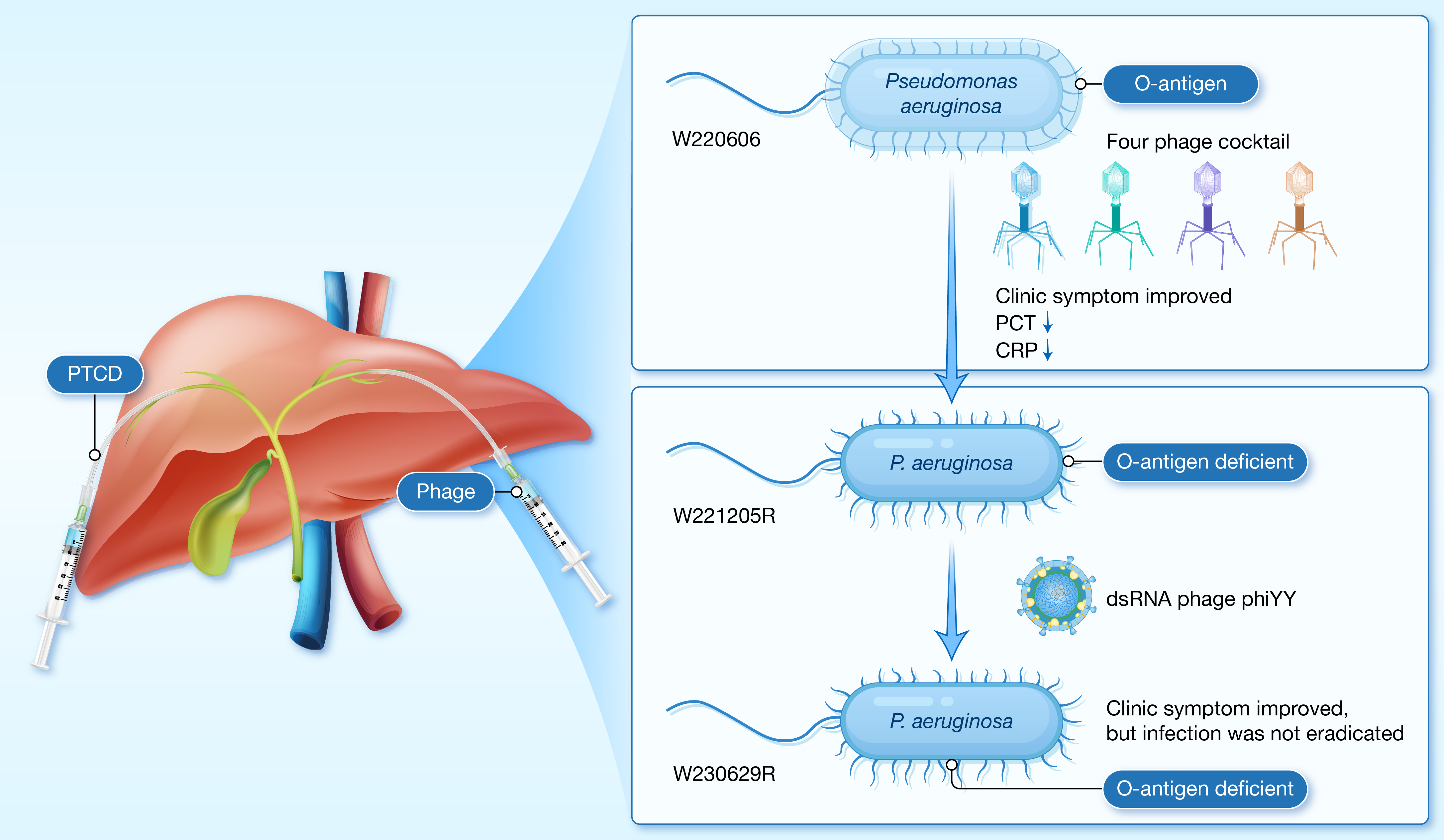 HLIFE-D-24-00168_����_case report-0312_GA(2 column).jpg