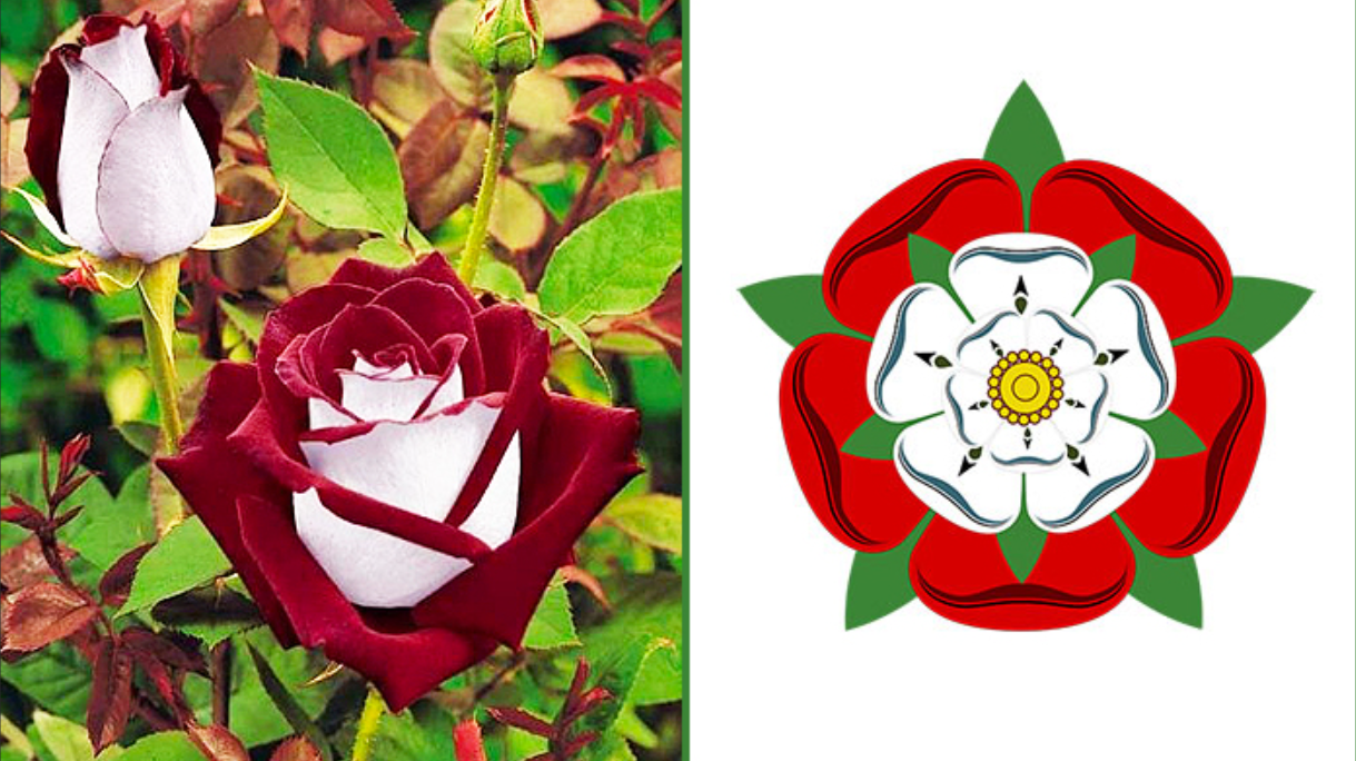 ͼ2 ����õ�塪�������Դ���.png